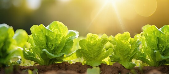 Poster - Crispy leaf lettuce on the vegetable patch in the summer garden. Creative banner. Copyspace image