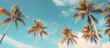 © HN Works - A line of palm trees standing tall along the golden beach. Creative banner. Copyspace image