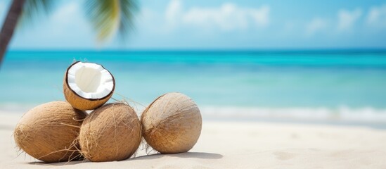 Poster - Pile of coconuts. Creative banner. Copyspace image