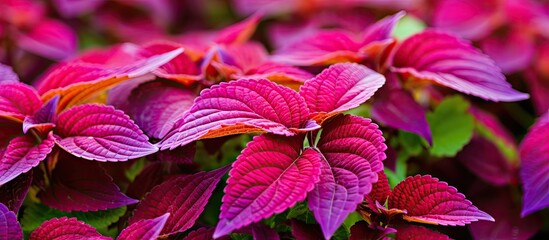 Wall Mural - Coleus scutellarioides is an ornamental plant with colorful leaves that are very beautiful and charming. Creative banner. Copyspace image