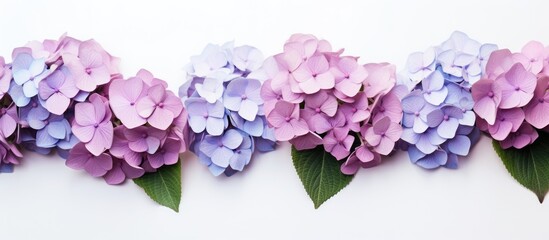 Wall Mural - bouquet flower Hydrangea isolated on white. Creative banner. Copyspace image