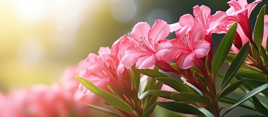 Aufkleber - vibrant pink oleander flower close up on the garden. Creative banner. Copyspace image