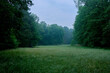 © Image Source - A serene early morning view of a lush meadow surrounded by dense trees under a misty blue sky.
