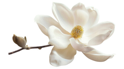 Wall Mural - White magnolia