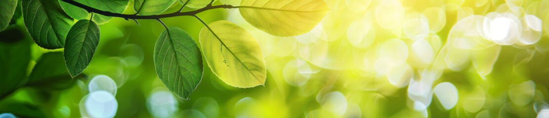 Wall Mural - green leaf with blurred nature background banner, copy space for text and natural landscape greenery