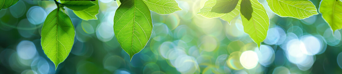 Wall Mural - green leaf with blurred nature background banner, copy space for text and natural landscape greenery