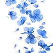 © Usman - Flying blue petal flowers on white background