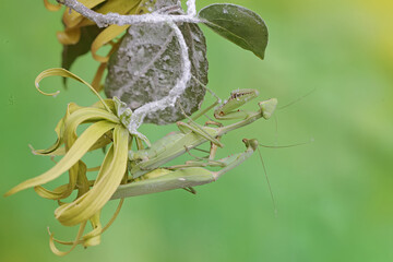 Wall Mural - A pair of green praying mantis is mating on a branch of a cananga tree covered in flowers. This insect has the scientific name Hierodula sp.