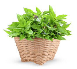 Wall Mural - Sweet Basil in basket isolated on transparent png