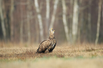 A white-tailed eagle in a sunny meadow with a forest in the background screams with its head raised