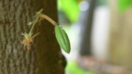 Wall Mural - Green small cocoa pods branch with young fruit and blooming cocoa flowers grow on trees. The cocoa tree ( Theobroma cacao ) with fruits, Raw cacao tree plant fruit plantation,4k video