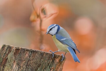 Wall Mural - A cute blue tit sits on the tree stump. Wildlife scene with a colorful titmouse.  Cyanistes caeruleus