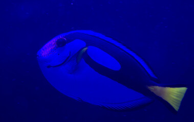 Wall Mural - Blue tang (Paracanthurus hepatus) fish swimming underwater in an aquarium