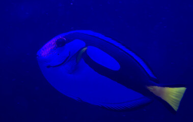 Sticker - Blue tang (Paracanthurus hepatus) fish swimming underwater in an aquarium