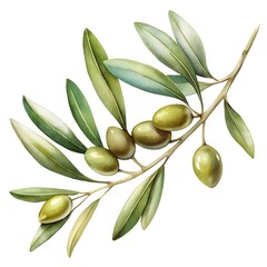 branch of a olive tree with leaves