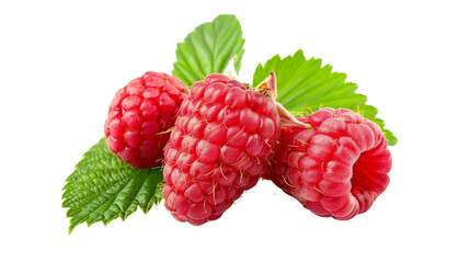 Canvas Print - Raspberry 