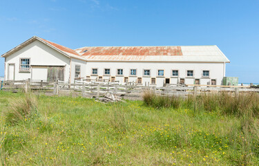 Sticker - typical New Zealand shearing shed and yards