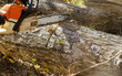 © Андрий Мищак - Employees of company cut trees with chainsaws during process of a cutting them down