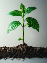 Wall Mural - professional flyer design with a logo. vibrant green saplings in soil. white backdrop