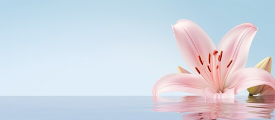 Sticker - Pink lily background with copy space