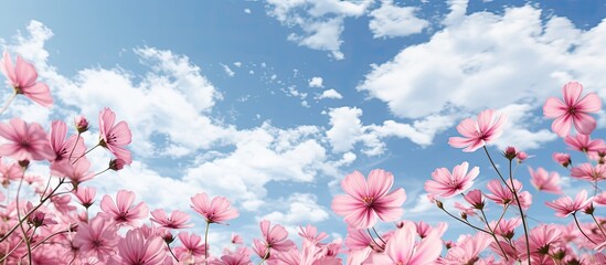 Aufkleber - Pink flowers and sky at daytime. copy space available
