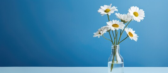 Poster - beautiful white camomile lies and bottle on a blue background. copy space available