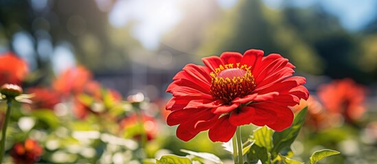 Poster - Close up of red Zinnia violacea Cav in the garden in sunny day. copy space available