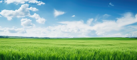 Canvas Print - green field of wheat and spring blue sky with white clouds copy space