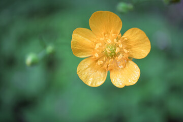 Wall Mural - Big yellow open buttercup flower with details on green blurred background