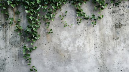 Canvas Print - Plant climbing on cement wall with nature and plants in the background