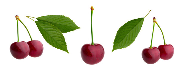 Wall Mural - Cherries isolated on white background without shadow with clipping path