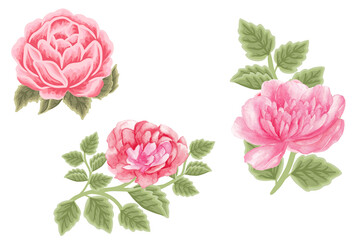 Wall Mural - Pink peony flowers bouquet collection in watercolor on transparent background