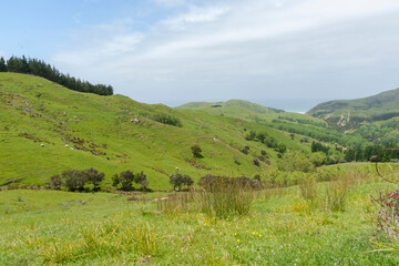 Sticker - Green fields on typical New Zealand farm.