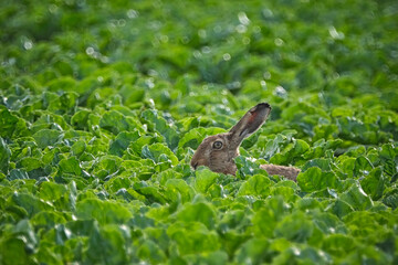 Poster - Feldhase ( Lepus europaeus ) im Rübenfeld.