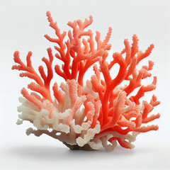 Poster - there is a coral with white and orange corals on it