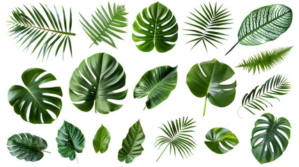 Collection of green leaves of tropical plants bush
