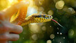 © brillianata - Snake catcher on blurred background