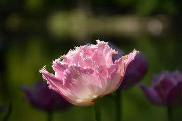 Wall Mural - Delicate pale pink terry fringed tulip close-up