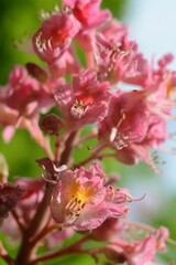 Wall Mural - Pink chestnut flowers in the morning on a blurred background