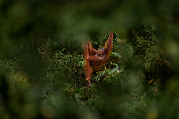 Wall Mural - bornean orangutan, pongo pygmaeus, great ape animal in the tropic forest, sabah, kinabatangan river 