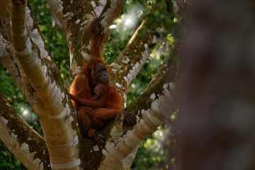 Wall Mural - bornean orangutan, pongo pygmaeus, great ape animal in the tropic forest, sabah, kinabatangan river 