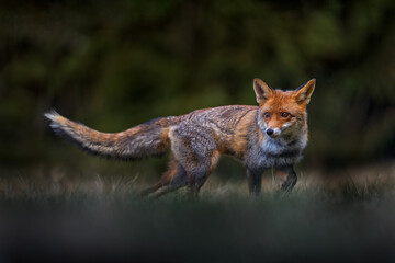 Wall Mural - red fox lost in the dark forest. cute orange fur coat animal in the nature habitat, wildlife nature 
