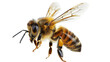 © PNG Kingdom  - Stunning bee is flying