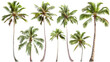 © PNG Kingdom  - Palm trees, set coconut palm