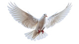 Flying white dove