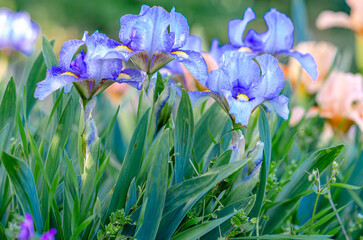 Wall Mural - Blue iris flowers on flower bed