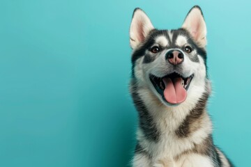 Wall Mural - Cute husky dog on blue background