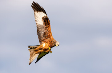 Wall Mural - portrait of a red kite in flight against blue sky
