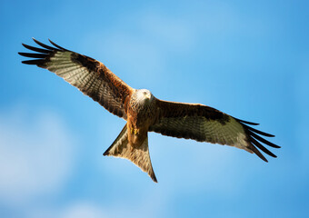 Wall Mural - red kite in flight against blue sky