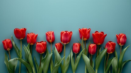 Wall Mural - Bouquet of red tulip on blue Background. Top view with copy space.
